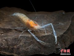 广西崇左白头叶猴国家级自然保护区再添候选新